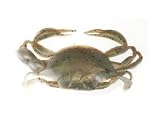 Gulp Rigged Peeler Crab 4 Natural - Pure Fishing GSRPC4-NAT, Fishing Lures & Lure Kits