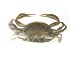 Gulp Rigged Peeler Crab 4