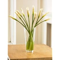 Long-Stemmed Organic Calla Lilies