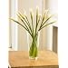 Long-Stemmed Organic Calla Lilies