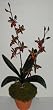 Double Potted Star Orchid