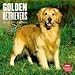 golden_retriever1golden retriever - Golden Retrievers 2010 Wall Calendar