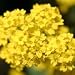 Basket Of Gold (Alyssum saxatile) - Jumbo Wildflower Seed Packet
