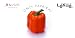 Lekue(�륯��) �٥��쥷�� Vol.2 �ѥץꥫ 99819