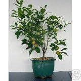 LOUSBONSAINURSERY TANGERINE BONSAI TREE (FLOWERS AND FRUITS)