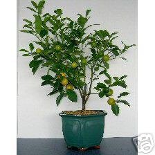 LOUSBONSAINURSERY TANGERINE BONSAI TREE (FLOWERS AND FRUITS)