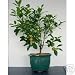 LOUSBONSAINURSERY TANGERINE BONSAI TREE (FLOWERS AND FRUITS)