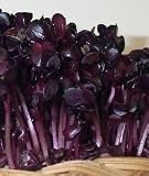 Organic Sango Red Radish Sprouting Seeds One Pound