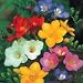 A Bouquet of 50 Classic Rainbow Mix Fragrant Frees