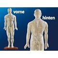 PEARL 8176  Akupunktur Figur M?nnlich