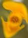 Yellow California Poppy Flower (Eschscholzia Californica) Photographic Poster Print by Phil Schermeister, 24x32