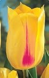 Hocus Pocus Tulip Seed Pack by PG SEEDS Discounts