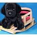 Plush Angus Black Lab Pup 12