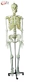 66FIT ANATOMICAL LIFE SIZE SKELETON 170CM WITH STAND