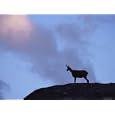 Chamois (Rupicapra Rupicapra) Silhouetted, Gran Paradiso National Park, Italy Photographic Poster Print by Tim Edwards, 12x9