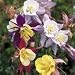 SUTTONS SEEDS: Aquilegia Pretty Bonnets Mix Seeds (190 seeds)