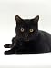 Domestic Cat, Young Black Male Photographic Poster Print by Jane Burton, 9x12