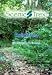 Scenic Trex Rainforest DVD - Walking, Cycling, Treadmill, Elliptical Workout