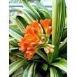Variegated Orange Clivia Miniata 4 Seeds