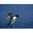 Razorbill, Alca Torda Adult in Flight Scotland Photographic Poster Print by Mark Hamblin, 24x18