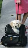 Roll Along Carrier & Backpack