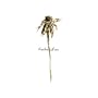 Wooden Arms [Vinyl]