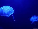 Jelly Fish in Tank at Aquadom and Sealife Museum, Mitte, Berlin, Germany Photographic Poster Print by Richard Nebesky, 48x36 Jelly Fish in Tank at Aquadom and Sealife Museum, Mitte, Berlin, Germany Photographic Poster Print by Richard Nebesky, 48x36