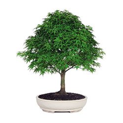 BonsaiOutlet Bonsai Tree - - Japanese Maple Bonsai Tree
