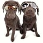 Doggles ILS Protective Eyewear for Dogs, Large, Color:Silver