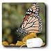 Beverly Turner Photography - Butterfly on Beebalm Flower - Mouse Pads Beverly Turner Photography - Butterfly on Beebalm Flower - Mouse Pads