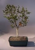 Flowering Dwarf Pomegranate Bonsai Tree.(punica granatum)