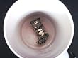 Cheer Up Cup - Gray Cat w/Black Stripes