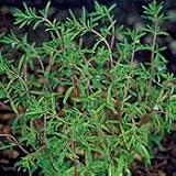 Organic Summer Savory 100 Seeds/Seed -Heirloom-Satureja