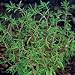 Organic Summer Savory 100 Seeds