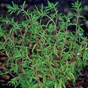 Savory Herb 100 Seeds