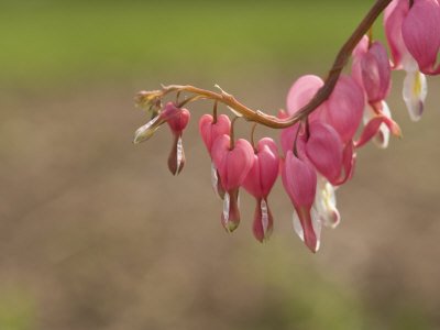 Bleeding Heart Flowers (Dicentra) Photographic Poster Print, 24x18
