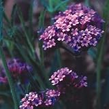 Verbena bonariensis Seeds x 1 Packet FREEPOST UK