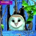 Eulen / Owls 2012 Brosch&uuml;renkalender
