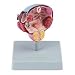 Altay Diseases of the Urinary Bladder and Prostate Model