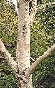 European White Birch, 35-45 inch Tree