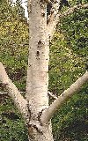 European White Birch, 35-45 inch Tree