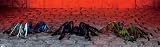 Large Halloween Party Props | Tattered Spiders