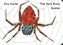 The Very Busy Spider