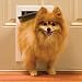 PetSafe Small Freedom Aluminum Pet Door, Premium White