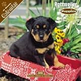 2008 Puppies : Rottweiler 2008 16 Month Wall Calendar **IN STOCK NOW**
