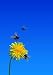 Bees on Dandelion - 36
