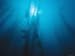 Giant Kelp in Blue Water with Surface and Sun, Macrocystis Pyrifera, California Photographic Poster Print, 12x9