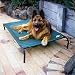 Pet Supplies : Coolaroo Pet Bed, Green with Black Frame, Large, 317287