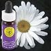 Flower Essence FES Quintessentials Shasta Daisy Supplement Dropper -- 0.25 fl oz