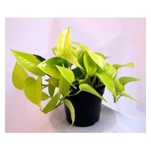 Neon Hearts Vine - Scindapsus - Easy to Grow Houseplant
